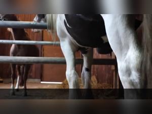 lena horse young girl