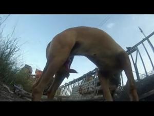 Chubby teenage girl and dog: an unforgettable bestial encounter