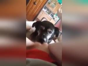 Bestial encounter: woman and dog