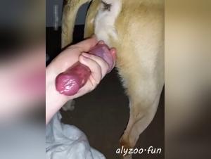 Bestiality Porn Videos on ZTube.org: The Ultimate Erotic Experience