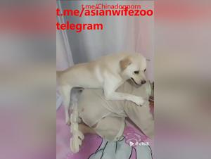 trio chino con perro: sexo animal extremo