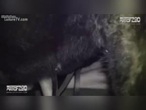 Unfaithful woman subjected to a dog in a zoophilia video