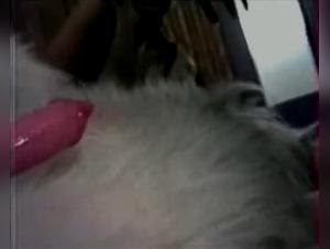 Angelina: Hund Sex mit Kerstin - Zooskool