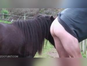 The Unbridled Passion of Animal Fertility: A Wild Ride with a Majestic Steed