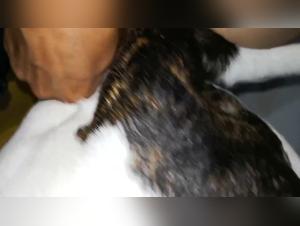 The Dog Sex Disease: A New Eroticism for Sex and Animal Lovers