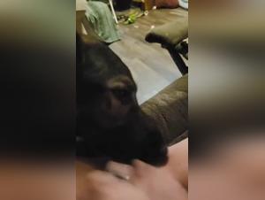 jungfrau befriedigt hund, brutal