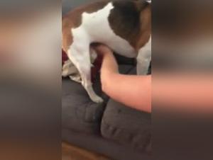 Full Dog Sex