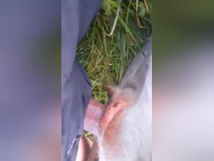 bestiality cartoons onlyfan