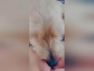 Sex with a Dog Video: A Forbidden Encounter