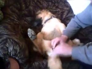 Dog Sex Videos: A Hard and Exciting Experience