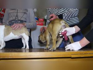 Bestial encounter: a woman and her dog