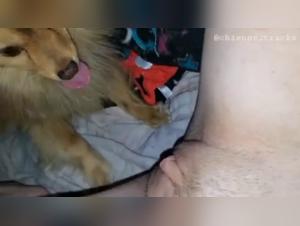 Bestiality Sex Video: Dog and Mistress