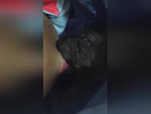 nourrisson au lait, chien, désir animal
