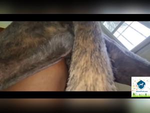 Zoophilia fantasy realized: a young girl and her dog