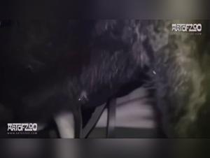 Dog Fucking Girl - Muvisex: Tierisches Vergnügen, Unvergessliche Szenen