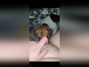 Hardcore Animal Porno - Dog Fucking Sexy