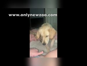 Sex with a dog: a young girl and her dog in an extreme zoophilia scene