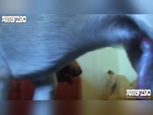 La bestialita animale: un piacere animale che attira l'attenzione