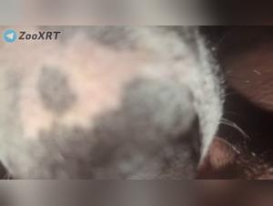 Salope s'abandonne au baiser canin