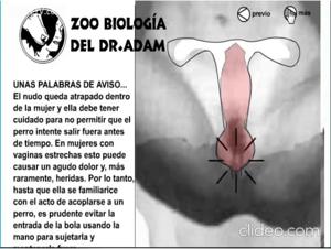 Bestiality training: discover the art of sex with dogs