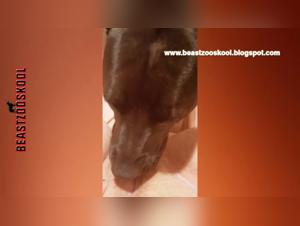 Bestiality sex video with dog and woman