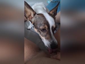 Dog Lick: Sensual Bestiality