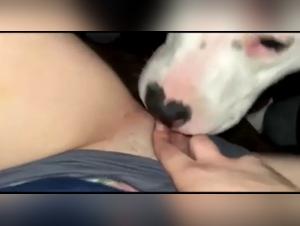 Bestiality video: submissive woman and dog