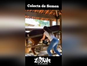 Veterinarian and horse: an unexpected encounter