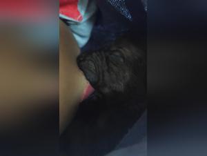 Bestiality at Friends' Place: A Horny Dog Lover's Experience