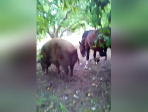 Bestiality: Horse and sow in an intense relationship