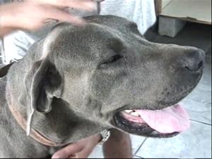 Delving into Restricted Content