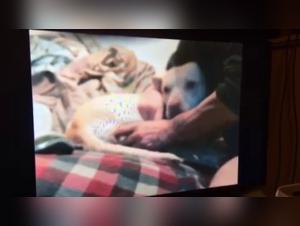 Bestiality: a woman and her dog in a shocking video