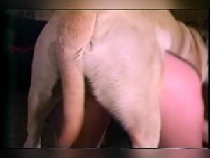 Unveiling Hidden Desires: Dog Bestiality Explorations