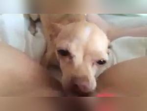 Bestiality: Woman and Dog in a Forbidden Relationship