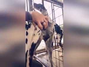 Kimberly and her dog in a beastly video: a scene of extreme zoophilia