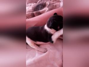 Eine Frau und ihr Hund: Eine intime Begegnung