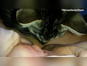 Pussycat licks pussy part 1