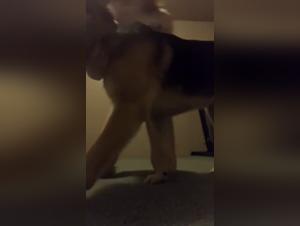 Zoophilia with a 19 year old girl and her dog