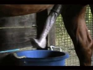 Bestiality Video: Virile Horse and Passionate Woman