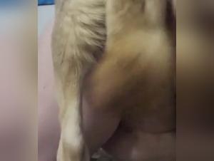 Extreme dog sex video