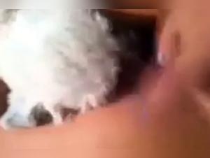 Dog Sex Video: An Intense and Exciting Experience