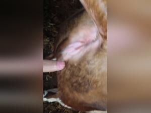 unveiling the taurus-woman encounter: zoophile dynamics