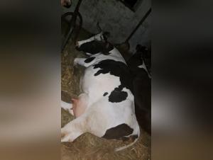 delving into the dark realm of animal pornography