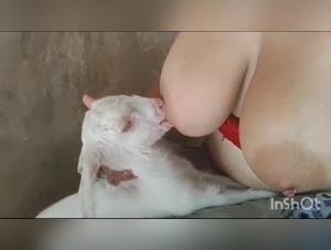 Sex video with goat and her cub: an intense bestial experience