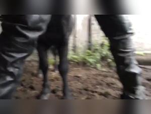 Bestiality scene with a horse