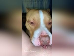 Bestiality sex with a horny dog