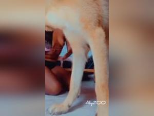 Hund schläft Latyzoo