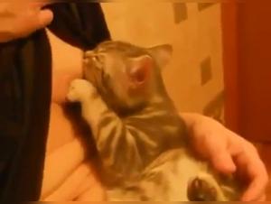 Zoophilia Video: Lucky Cat Gets Fucked By Dog