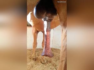 Zoophilia video with a horse with an imposing tail