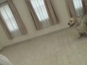 Japanese Dog Sex Video